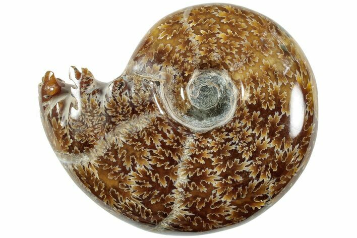 Polished Agatized Ammonite (Phylloceras?) Fossil - Madagascar #236600